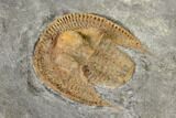 Orange Declivolithus Trilobite - Mecissi, Morocco #141886-3
